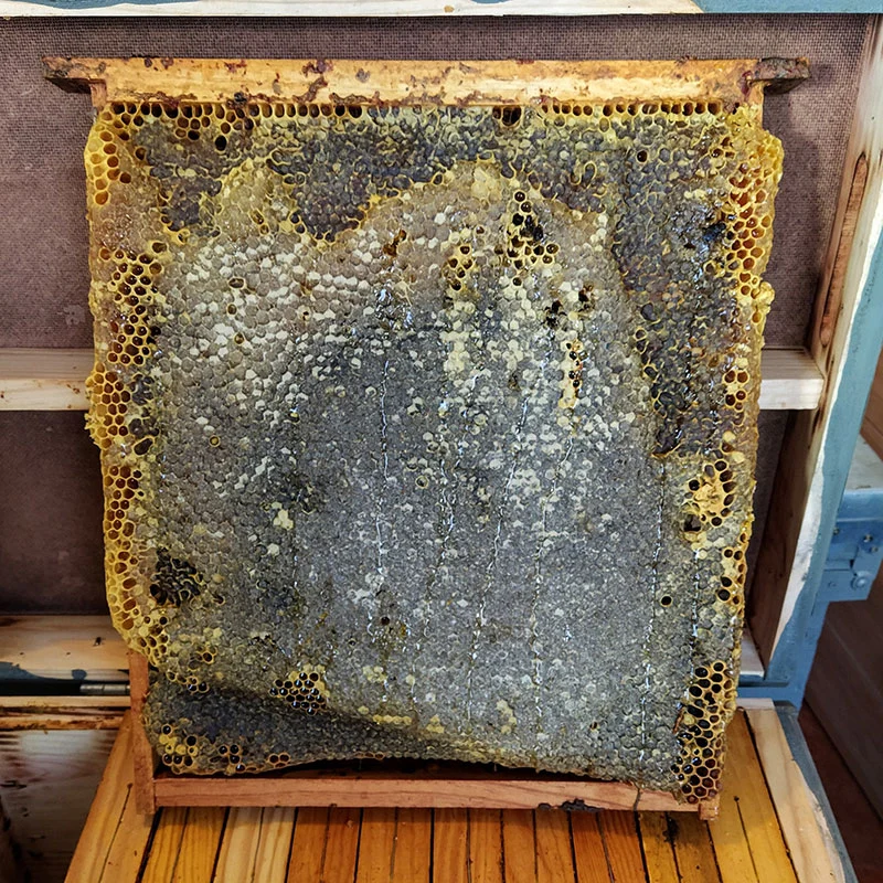 Panal de Miel operculada. Miel de la Marquesa