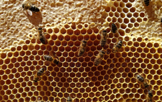 Panal de miel operculada y abierta. Miel de la Marquesa