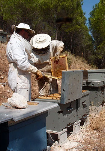 Revisando las colmenas antes de catar
