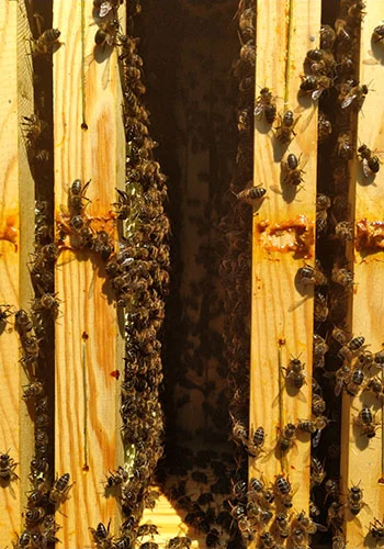 Abejas en un panales de Miel de la Marquesa