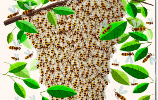 Libro Abejas de Piotr Socha