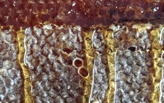 Desoperculando panal de Miel de la Marquesa