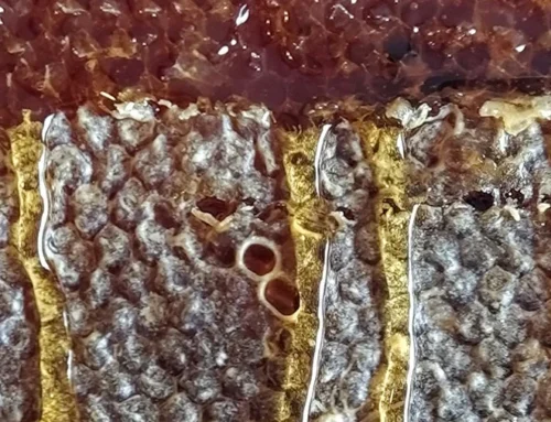 LA MIEL Y SUS PROPIEDADES