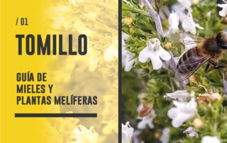 Planta y Miel de Tomillo