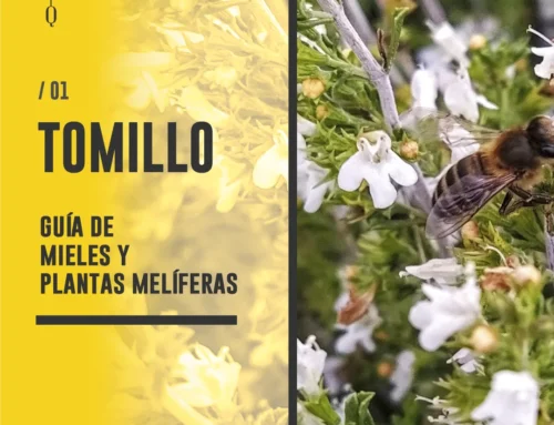 PLANTA Y MIEL DE TOMILLO