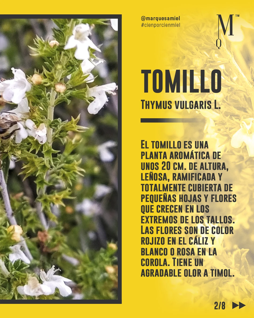 Planta y Miel de Tomillo