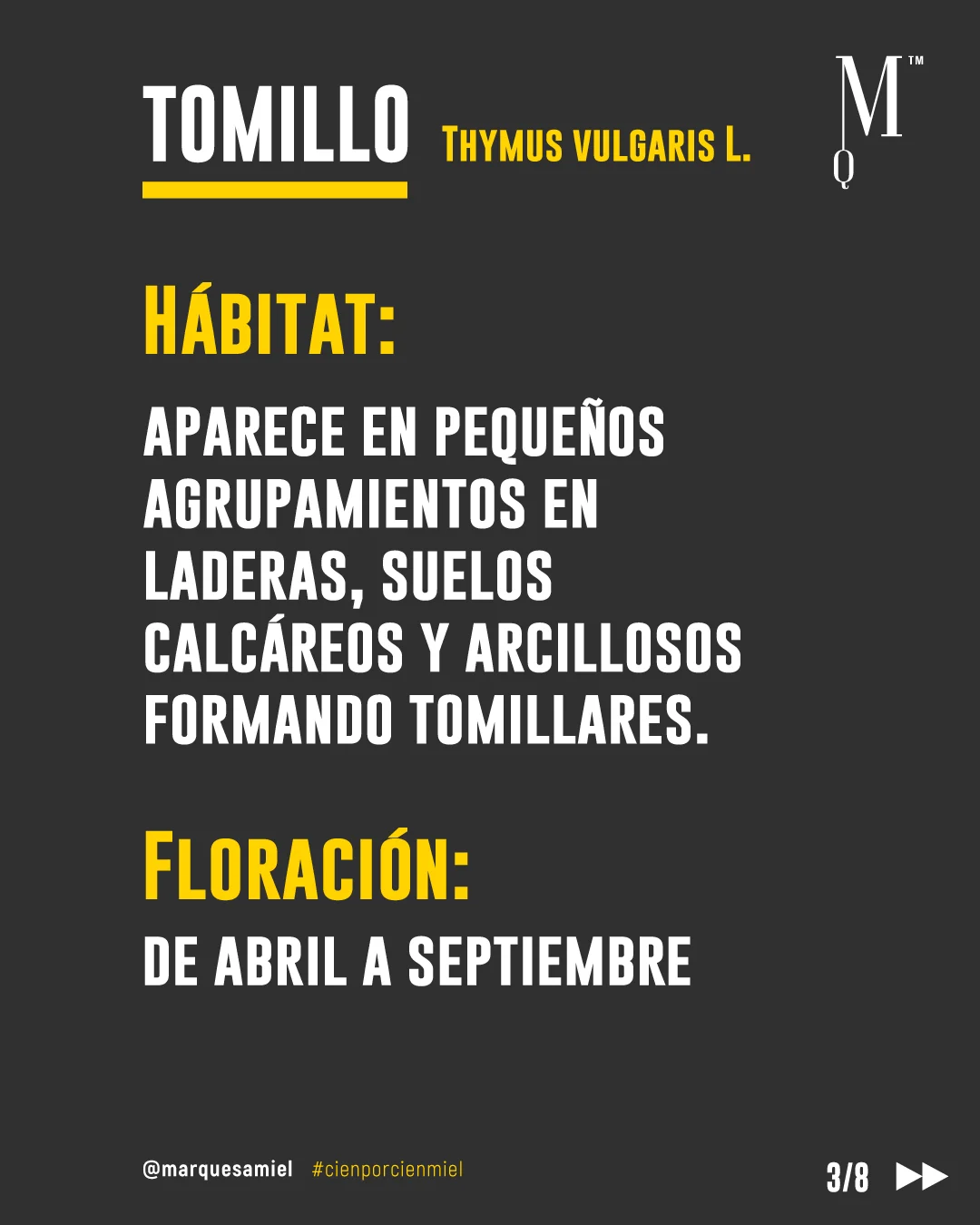 Planta y Miel de Tomillo