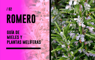 Romero. Guía de mieles y plantas melíferas