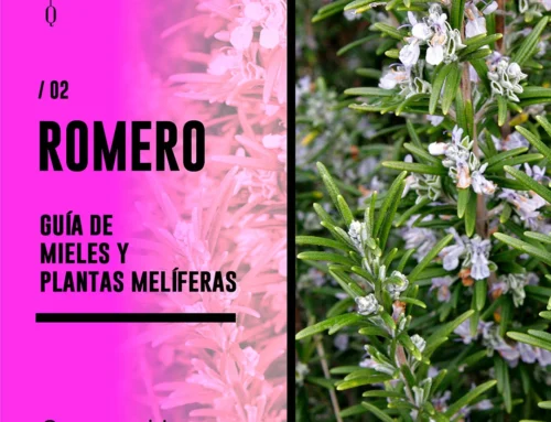 PLANTA Y MIEL DE ROMERO