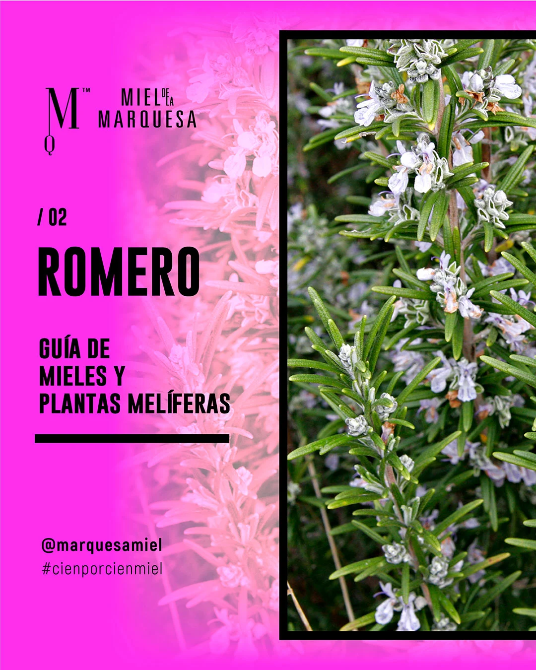 Romero. Guía de mieles y plantas melíferas