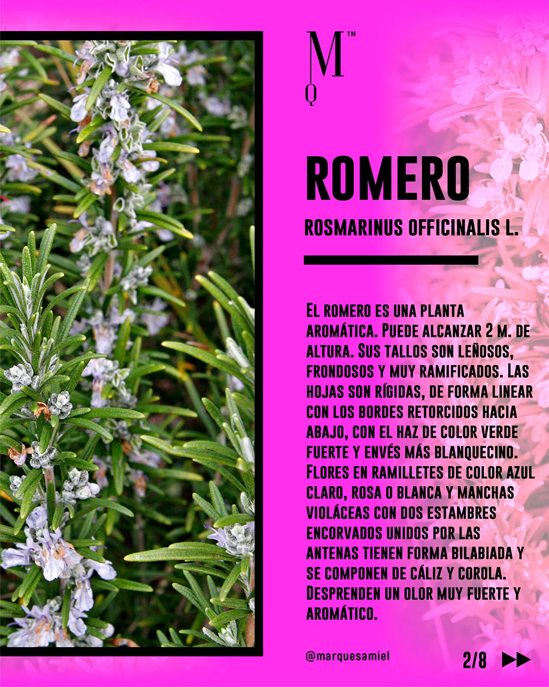 Romero. Guía de mieles y plantas melíferas