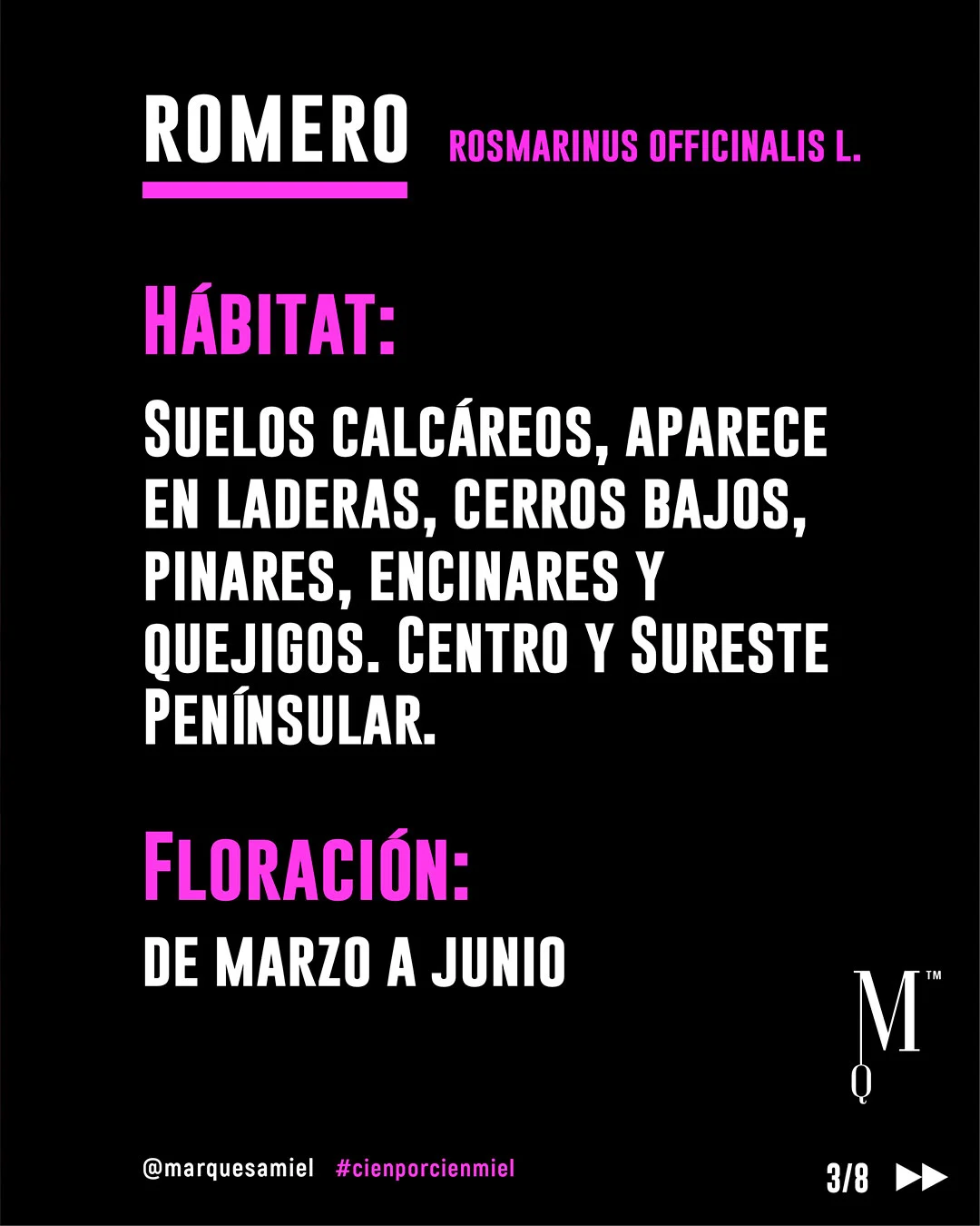 Romero. Guía de mieles y plantas melíferas