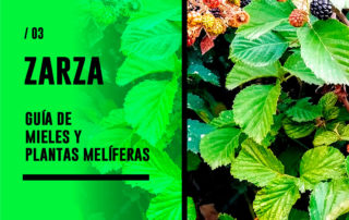 Zarza. Guía de mieles y plantas melíferas