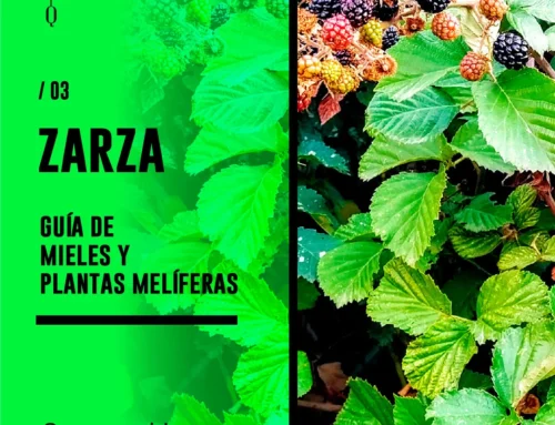 PLANTA Y MIEL DE ZARZA
