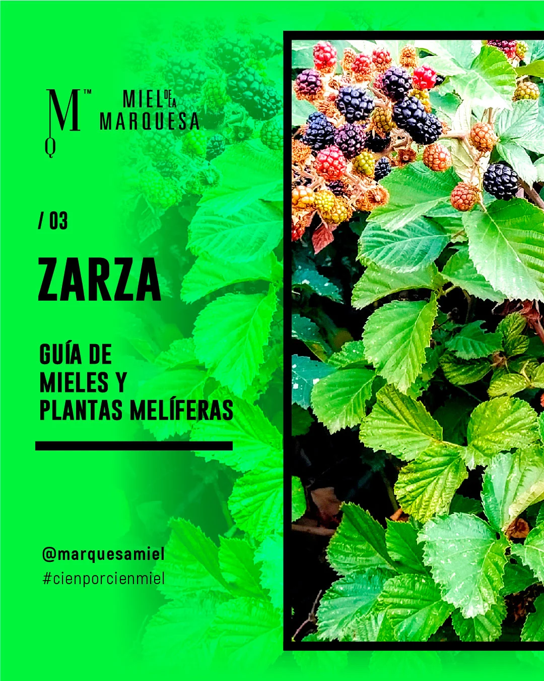 Zarza. Guía de mieles y plantas melíferas