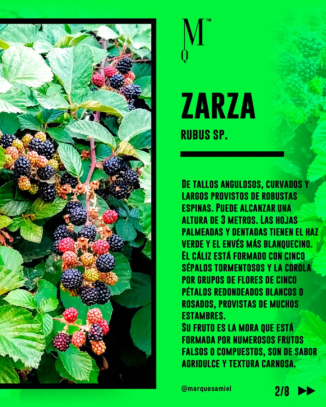 Zarza. Guía de mieles y plantas melíferas
